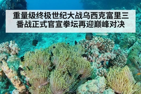 重量级终极世纪大战乌西克富里三番战正式官宣拳坛再迎巅峰对决